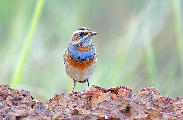포토 JPG 해외이미지 나무 동물 여자 남자 아시아 얼굴 야생동물 백그라운드 날개 태국 자연 조류 사람없음 야외 목재 가로 초록색 파란색 컬러풀 머리 환경 나뭇가지 막대기 닫기 숲 깃털 꼬리 부리 서식지 생태학 해외202004 해외포토 식물 교육 나라 컬러 재료 모션 사람 신체부위 생태계 파일형식 이미지허브