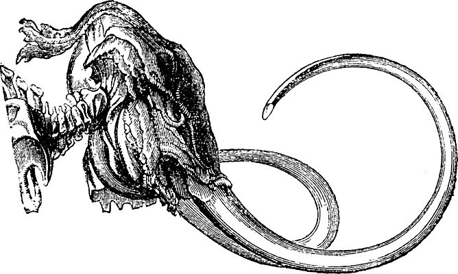 EPS 해외이미지 동물 야생동물 일러스트 해부 자연 골격 종류 미술 머리 검은색 수확 골동품 흰색 그림 생물학 화석 판화 멸종 멸종위기동물 내추럴 매머드 동물상 옛날 해골모형 해외202004 해외일러스트 교육 컬러 농업 의학 문화예술 신체부위 조형물 모형 생태계 파일형식 벡터 멸종위기종 이미지허브