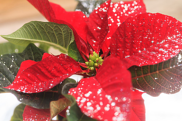 포토 JPG 해외이미지 전통 겨울 자연 새해 사람없음 장식 빨간색 초록색 컬러풀 축하 포인세티아 내추럴 해외202004 해외포토 계절 꽃 컬러 컨셉 생태계 파일형식 이미지허브