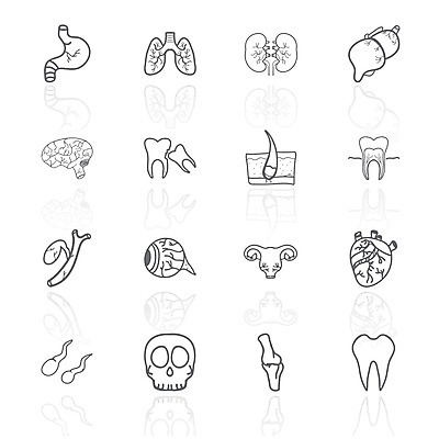 EPS 해외이미지 길 선 과학 신체 일러스트 해부 미술 사람 내부 그래픽 세트 픽토그램 약 인포그래픽 하트 오르간 신장 작음 큼 심볼 생물학 클립 간 윤곽 시스템 자궁 방광 I 췌장 엘리먼트 지라 타격 해외202004 해외일러스트 모양 알파벳 교육 의학 모션 문화예술 장기_의학 건반악기 비뇨기관 크기 파일형식 벡터 이미지허브