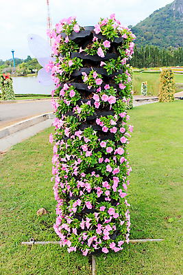 포토 JPG 해외이미지 식물 계절 꽃잎 꽃 분홍색 백그라운드 컨셉 잎 꽃무늬 자연 잔디 사람없음 야외 빨간색 초록색 여름 빛 컬러풀 환경 정원 보라색 봄 활발 성장 벚꽃 흰색 침대 신선 그룹 원예 화단 개발 돌봄 땅바닥 피튜니아 해외202004 해외포토 컬러 가구 무늬 모션 바닥 취미 생태계 파일형식 이미지허브