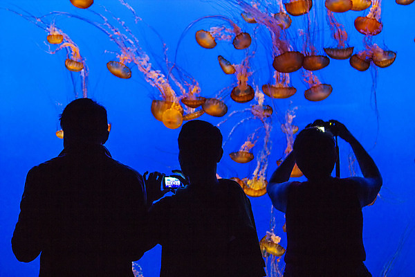 포토 JPG 해외이미지 남자 실루엣 실내 상반신 성인 세명 파란색 카메라 사진촬영 수중 수족관 해파리 아쿠아리움 성인남자만 해외202004 해외포토 컬러 촬영기법 사람 내부 전자제품 촬영 자포동물 남자만 성인만 파일형식 이미지허브