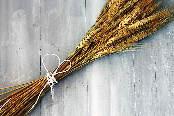 포토 JPG 해외이미지 음식 빵 백그라운드 농업 재료 자연 벽지 건조 건강 옥수수 씨앗 사람없음 목재 여름 농작물 식사 빵집 수확 광선 가을 시골 황금 낟알 시리얼 밀 날것 귀 스파이크 밀짚 해외202004 해외포토 나무 식물 계절 산업 곡류 신체부위 상점 짚 생태계 파일형식 이미지허브