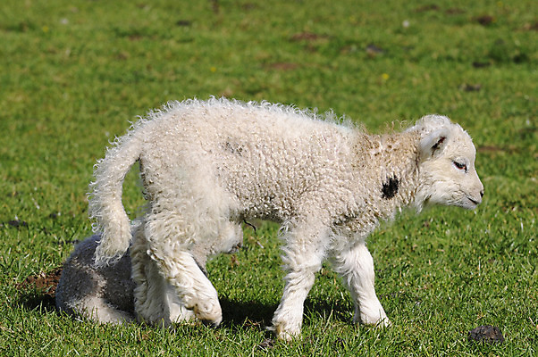 포토 JPG 해외이미지 포유류 사람없음 아기 양 양고기 양모 해외202004 해외포토 동물 육류 사람 직물 파일형식 이미지허브
