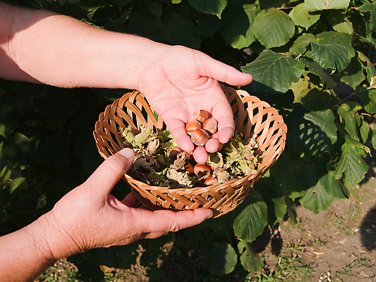 포토 JPG 해외이미지 나무 계절 음식 잎 농업 과일 자연 탁자 콩 씨앗 사람없음 목재 초록색 농장 정원 견과류 가을 거친 과수원 유기농 날것 개암나무 숙성 개암 해외202004 해외포토 식물 웰빙 열매 산업 컬러 가구 재료 곡류 생태계 파일형식 이미지허브