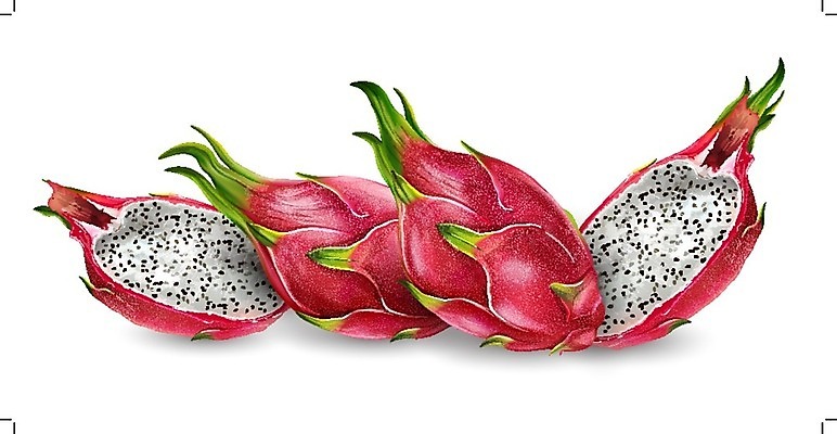 EPS 해외이미지 과일 일러스트 용과 해외202004 해외일러스트 파일형식 벡터 이미지허브