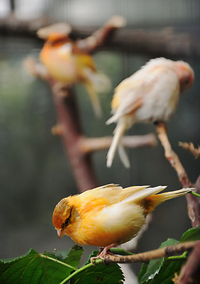 포토 JPG 해외이미지 나무 동물 척추동물 야생동물 오렌지 자연 조류 종류 앉기 사람없음 컬러풀 노란색 정원 나뭇가지 황무지 작음 깃털 부리 새장 동물상 해외202004 해외포토 식물 컬러 과일 모션 조형물 크기 생태계 케이지 파일형식 이미지허브