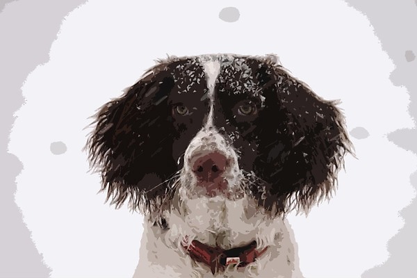 EPS 해외이미지 동물 영어 새끼 겨울 일러스트 반려동물 얼음 스패니얼 흰색 작업 개 강아지 간 타입 해외202004 해외일러스트 자연요소 문자 계절 컬러 포유류 장기_의학 파일형식 벡터 이미지허브