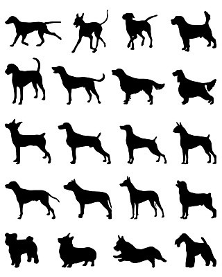 EPS 해외이미지 모양 디자인 실루엣 포즈 컨셉 일러스트 뼈 미술 서기 반려동물 세트 검은색 스패니얼 사발 개 리트리버 강아지 위험 자르기 테리어 래브라도리트리버 수집 사인 푸들 윤곽 불독 고립 달마시안 해외202004 해외일러스트 동물 컬러 포유류 모션 문화예술 촬영기법 사기그릇 파일형식 벡터 이미지허브