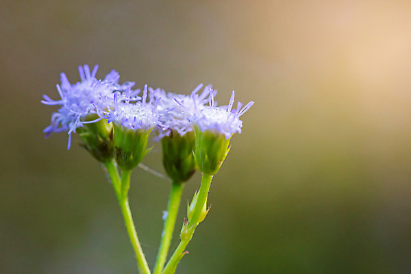포토 JPG 해외이미지 나무 식물 계절 꽃잎 꽃 백그라운드 잎 밭 오렌지 자연 아침 바람 건강 풍경 사람없음 야외 초록색 물 여름 파란색 빛 태양 일출 정원 보라색 봄 활발 젖음 성장 벚꽃 흰색 신선 개화 황금 떨어짐 숲 허브 꽃가루 블러 해외202004 해외포토 주간 자연요소 컬러 컨셉 농업 과일 날씨 노을 가루 생태계 파일형식 이미지허브