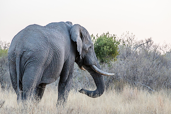 포토 JPG 해외이미지 동물 공원 야생동물 여행 백그라운드 포유류 아프리카 자연 코끼리 생물 국립공원 사람없음 야외 여행객 환경 힘 회색 황무지 보호 큼 심볼 사파리 상아 멸종 남쪽 나미비아 동물상 사바나 힘찬 해외202004 해외포토 공공시설 나라 컬러 컨셉 사람 조형물 크기 방향 생태계 남아프리카 파일형식 이미지허브