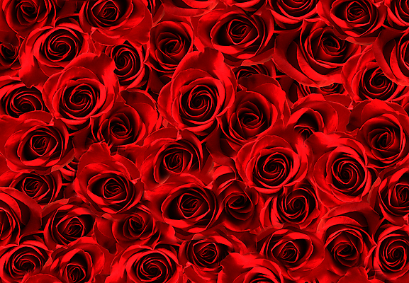 포토 JPG 해외이미지 식물 기념일 꽃잎 꽃 꽃다발 결혼 백그라운드 꽃무늬 패턴 자연 벽지 결혼식 휴가 기념 발렌타인데이 선물 사랑 사람없음 장식 빨간색 장미 정원 검은색 축제 활발 벚꽃 축하 인사 신선 다발 심볼 질감 열정 부드러움 제비 내추럴 진짜 해외202004 해외포토 감정 컬러 컨셉 무늬 데이이벤트 조류 이벤트 예절 감각 생태계 파일형식 이미지허브