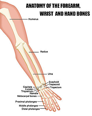 EPS 해외이미지 손 교육 과학 신체 일러스트 손가락 해부 뼈 건강 사람 스터디 약 오르간 중앙 손목 생물학 시스템 팔 정형외과 해외202004 해외일러스트 의학 병원 신체부위 학습 건반악기 파일형식 벡터 이미지허브