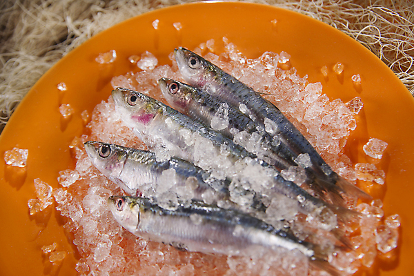 포토 JPG 해외이미지 접시 식재료 실내 사람없음 얼음 신선 멸치 앤초비 해외202004 해외포토 자연요소 식기 어류 내부 파일형식 이미지허브