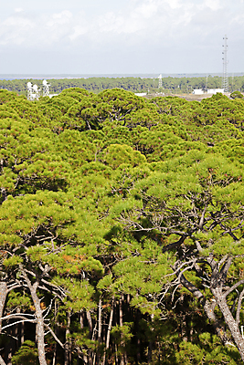 포토 JPG 해외이미지 나무 바다 통신 아침 안테나 사람없음 탑 미국 숲 무선전화기 상록수 플로리다 해외202004 해외포토 주간 식물 건축물 북아메리카 전화기 파일형식 이미지허브