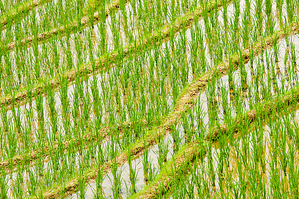 포토 JPG 해외이미지 아시아 음식 백그라운드 패턴 밭 농업 자연 밥 추상 동양인 풍경 사람없음 야외 초록색 물 중국 줄무늬 성장 시골 묘사 장면 진흙 내추럴 밭일 많음 막 해외202004 해외포토 자연요소 나라 산업 컬러 컨셉 무늬 인종 생태계 파일형식 이미지허브