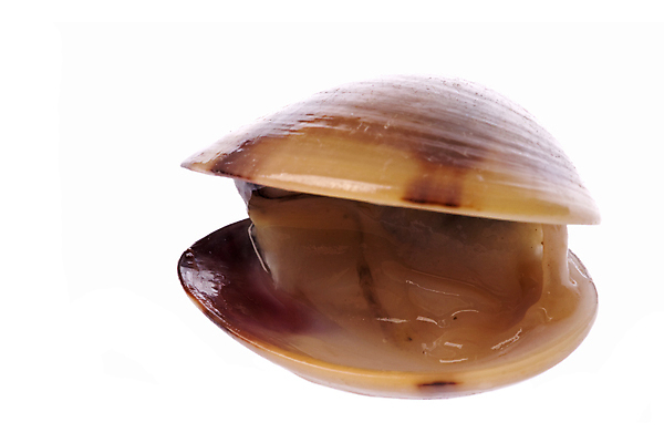 포토 JPG 해외이미지 음식 바다 조개 요리 사람없음 식당 껍질 닫기 먹기 해산물 고립 수경재배 식용 생존 해외202004 해외포토 모션 어패류 상점 파일형식 이미지허브