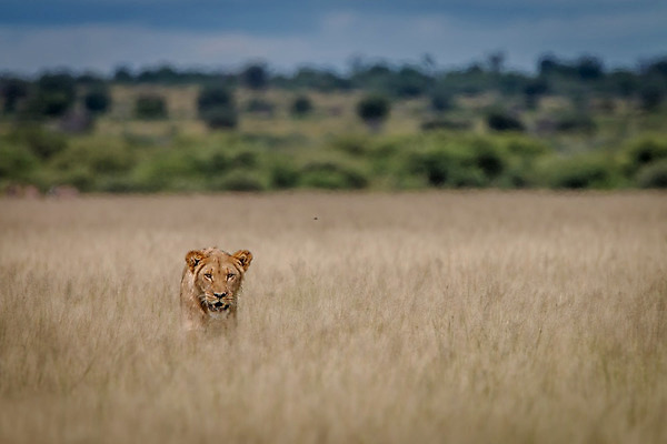 포토 JPG 해외이미지 동물 야생동물 여행 포유류 아프리카 자연 생물 털 동물원 사람없음 환경 고양이 힘 분노 황무지 위험 사자 큼 왕 모피 사파리 리더 육식동물 사냥꾼 멸종 사자자리 표범 내추럴 사바나 웅장함 해외202004 해외포토 직업 감정 나라 컨셉 반려동물 별자리 크기 생태계 파일형식 이미지허브