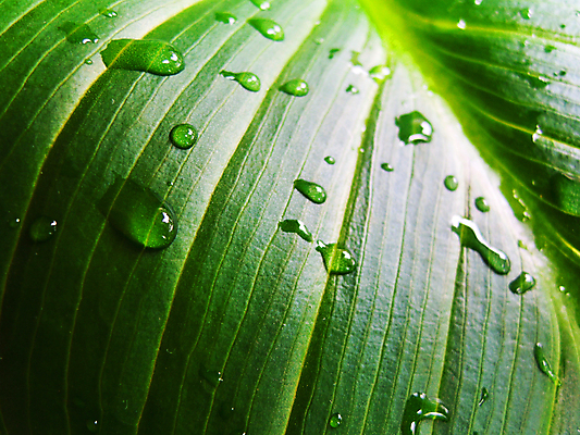 포토 JPG 해외이미지 식물 계절 꽃잎 선 파도 백그라운드 잎 밭 자연 표면 추상 휴식 건강 사람없음 야외 초록색 물 여름 환경 정원 스파 화목 흰색 신선 숲 허브 묘사 에코 유기농 정맥 내추럴 고립 생태학 엘리먼트 해외202004 해외포토 자연요소 웰빙 교육 꽃 바다 컬러 컨셉 무늬 농업 생태계 혈관 파일형식 이미지허브