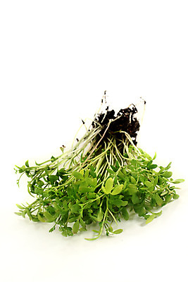 포토 JPG 해외이미지 식물 채소 재료 건강 씨앗 사람없음 초록색 새싹 정원 신선 허브 향신료 모종 채식주의자 해외202004 해외포토 컬러 채식 향미료 파일형식 이미지허브