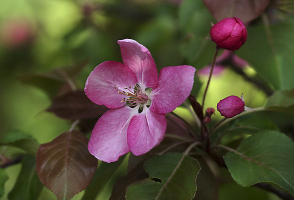 포토 JPG 해외이미지 나무 계절 꽃잎 꽃 분홍색 잎 과일 자연 사람없음 빨간색 정원 봄 성장 벚꽃 나뭇가지 개화 체리 사과 과수원 해외202004 해외포토 식물 컬러 농업 생태계 파일형식 이미지허브