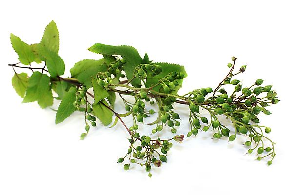 포토 JPG 해외이미지 식물 꽃 줄기 자연 한국 사람없음 초록색 약 일본 중국 벚꽃 열 약초 제비꽃 암 자연요법 해외202004 해외포토 아시아 컬러 의학 풀_식물 질병 생태계 파일형식 이미지허브