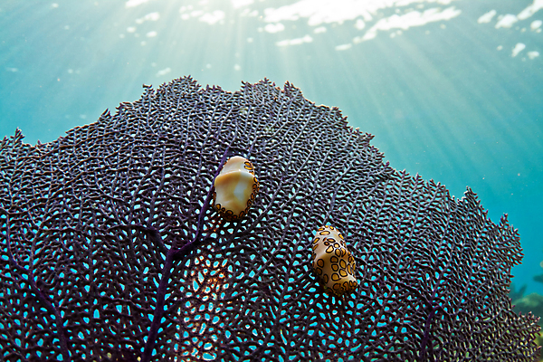 포토 JPG 해외이미지 동물 바다 자연 사람없음 물 컬러풀 노란색 보라색 바닷속 수중 중앙아메리카 다이빙 암초 바하마 이국적 플로리다 해외202004 해외포토 자연요소 컬러 아메리카 수영 미국 생태계 수중스포츠 파일형식 이미지허브