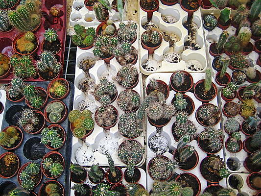 포토 JPG 해외이미지 식물 손 꽃 결혼 백그라운드 꽃무늬 일러스트 자연 벽지 수채화 선인장 미술 취미 사람없음 장식 초록색 여름 세트 정원 놀람 사막 수확 흰색 인사 신용카드 인쇄 수집 심볼 오브젝트 그림 질감 날카로움 고립 심기 이국적 텍사스 그리너리 해외202004 해외포토 계절 감정 컬러 무늬 농업 모션 문화예술 표정 이벤트 신체부위 금융 미국 예절 생태계 파일형식 트랜드컬러 이미지허브