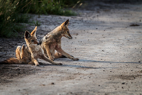 포토 JPG 해외이미지 동물 공원 야생동물 여행 포유류 아프리카 자연 사람없음 야외 검은색 황무지 개 사파리 여우 육식동물 사냥꾼 남쪽 송곳니 내추럴 나미비아 남아프리카 동물상 보츠와나 생태학 전국 칼라하리 해외202004 해외포토 직업 공공시설 교육 나라 컬러 조형물 사막 치아 방향 생태계 파일형식 이미지허브