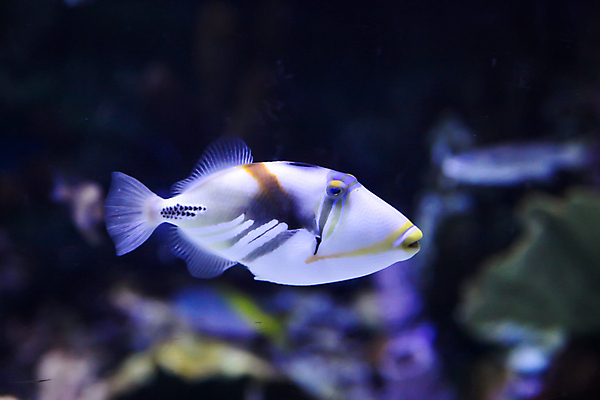 포토 JPG 해외이미지 사람없음 수중 수족관 해외202004 해외포토 파일형식 이미지허브