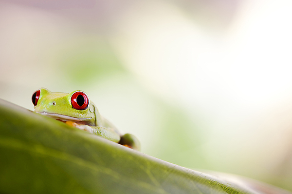 포토 JPG 해외이미지 주간 한마리 야생동물 잎 양서류 사람없음 야외 아웃포커스 청개구리 해외202004 해외포토 자연요소 식물 동물 1 촬영기법 개구리 파일형식 이미지허브