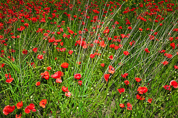 포토 JPG 해외이미지 식물 구름 계절 꽃잎 꽃 백그라운드 잎 꽃무늬 밭 농업 자연 풍경 잔디 사람없음 야외 장식 빨간색 초록색 여름 환경 정원 봄 들꽃 벚꽃 시골 땅 허브 양귀비 내추럴 해외202004 해외포토 자연요소 산업 컬러 무늬 생태계 파일형식 이미지허브