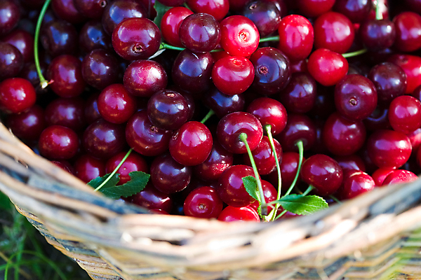 포토 JPG 해외이미지 음식 과일 자연 디저트 사람없음 빨간색 바구니 체리 맛 숙성 해외202004 해외포토 컬러 컨셉 생태계 파일형식 이미지허브