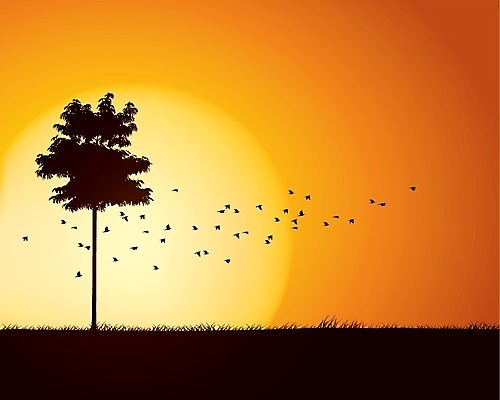 EPS 해외이미지 나무 실루엣 백그라운드 오렌지 일러스트 자연 하늘 풍경 야외 햇빛 태양 일출 환경 일몰 우아함 비둘기 스타일 카피스페이스 해외202004 해외일러스트 자연요소 식물 컨셉 과일 조류 촬영기법 노을 공백 생태계 파일형식 벡터 이미지허브