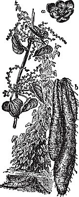 EPS 해외이미지 선 일러스트 건조 미술 농작물 검은색 수확 흰색 백합 큼 그림 치수 판화 녹말 해외202004 해외일러스트 꽃 컬러 농업 문화예술 크기 파일형식 벡터 이미지허브