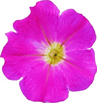 EPS 해외이미지 식물 계절 꽃잎 꽃 길 분홍색 백그라운드 잎 꽃무늬 일러스트 자연 매달리기 야외 초록색 여름 빛 컬러풀 환경 정원 봄 성장 벚꽃 발코니 흰색 그룹 자르기 제비꽃 오브젝트 원예 화단 개발 고립 돌봄 피튜니아 해외202004 해외일러스트 컬러 무늬 모션 취미 생태계 파일형식 벡터 이미지허브