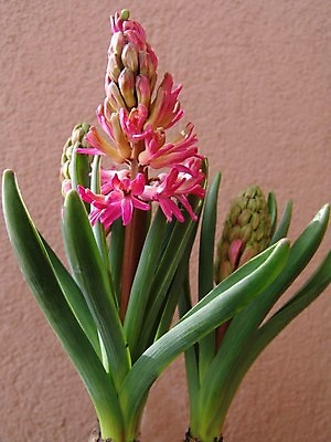 포토 JPG 해외이미지 식물 계절 꽃잎 꽃 분홍색 꽃다발 백그라운드 꽃무늬 전구 자연 선물 사람없음 야외 장식 초록색 파란색 빛 컬러풀 정원 침묵 봄 활발 벚꽃 신선 원예 향기 아로마 고립 히아신스 해외202004 해외포토 컬러 컨셉 무늬 취미 소리 생태계 냄새 파일형식 이미지허브