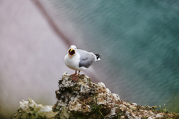 포토 JPG 해외이미지 유럽 야생동물 자연 갈매기 조류 경사 해변 사람없음 야외 물 환경 외침 프랑스 바위 부리 암초 서식지 대서양 내추럴 노르망디 동물상 비명 석회암 절정 해외202004 해외포토 자연요소 동물 나라 바다 조형물 소리 암석 돌_바위 생태계 파일형식 이미지허브