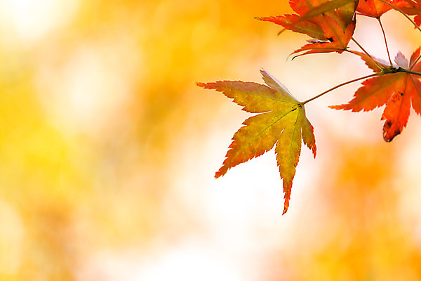 포토 JPG 해외이미지 나무 식물 계절 공원 백그라운드 컨셉 단풍 잎 오렌지 자연 추상 프레임 건조 풍경 사람없음 장식 빨간색 빛 컬러풀 태양 노란색 환경 일본 맑음 활발 덮개 가을 황금 숲 묘사 유기농 질감 보케 내추럴 블러 해외202004 해외포토 자연요소 웰빙 공공시설 아시아 컬러 무늬 과일 날씨 뚜껑 생태계 파일형식 이미지허브