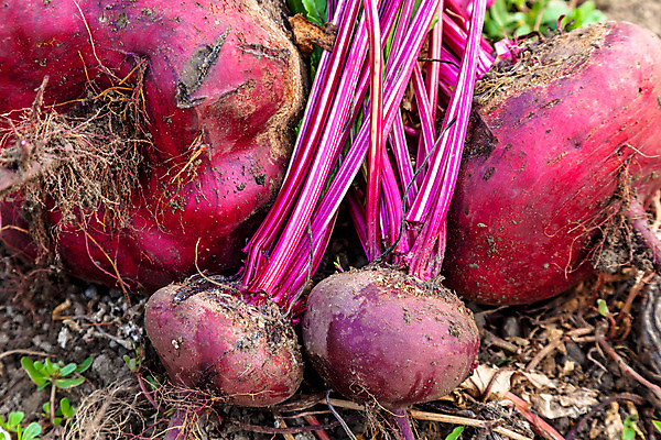 포토 JPG 해외이미지 식물 음식 백그라운드 농업 채소 재료 건강 요리 사람없음 빨간색 정원 샐러드 신선 달콤 설탕 다발 유기농 날것 내추럴 고립 비트 해외202004 해외포토 웰빙 산업 컬러 맛 파일형식 이미지허브