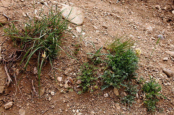 포토 JPG 해외이미지 식물 1 백그라운드 자연 사람없음 가로 갈색 검은색 흰색 작음 싱글 땅바닥 해외202004 해외포토 컬러 바닥 크기 생태계 파일형식 이미지허브