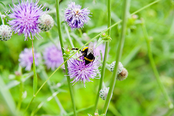 포토 JPG 해외이미지 식물 꽃잎 꽃 유럽 곤충 해바라기 사람없음 맑음 보라색 벚꽃 수집 꿀 꽃수술 해외202004 해외포토 동물 나라 컬러 날씨 파일형식 이미지허브