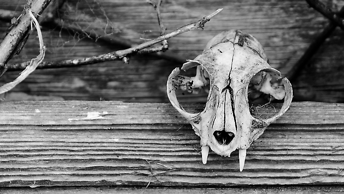 포토 JPG 해외이미지 동물 외관 벽 백그라운드 밭 농업 건축양식 자연 하늘 뼈 주택 풍경 사람없음 야외 내부 건물 목재 여름 빛 농가 농장 문 목장 방 수확 골동품 시골 죽음 치아 땅 버리기 복고 캘리포니아 헛간 외양간 그런지 깨짐 밭일 썩음 옛날 판잣집 해골모형 해외202004 해외포토 나무 건축물 계절 건축 산업 컨셉 재료 모션 모형 미국 소화기관 생태계 저장고 파일형식 이미지허브