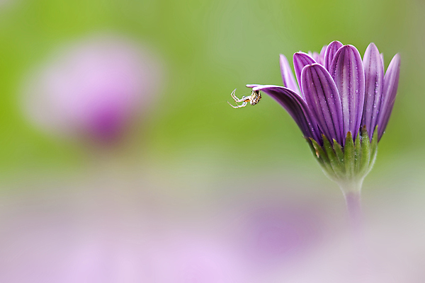 포토 JPG 해외이미지 꽃 자연 사람없음 보라색 웹 실 실크 거미 해외202004 해외포토 식물 컬러 곤충 인터넷 직물 생태계 파일형식 이미지허브