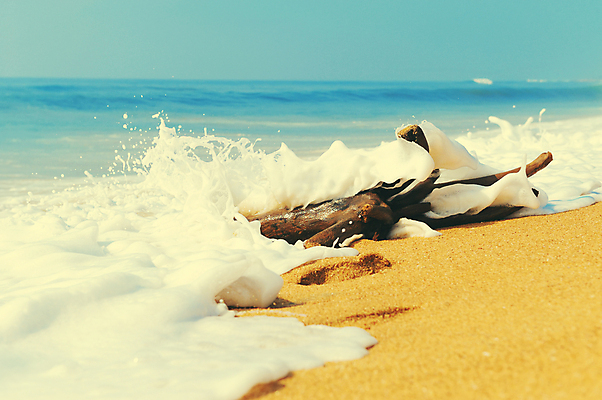 포토 JPG 해외이미지 나무 계절 모래 파도 바다 섬 여행 백그라운드 자연 벽지 하늘 휴가 휴식 풍경 사람없음 야외 물 여름 파란색 햇빛 태양 평화 맑음 흰색 나뭇가지 만 뜨거움 서핑 떨어짐 휴양지 장면 내추럴 파라다이스 수평선 해외202004 해외포토 자연요소 식물 컬러 컨셉 날씨 장소 수상스포츠 생태계 파일형식 이미지허브