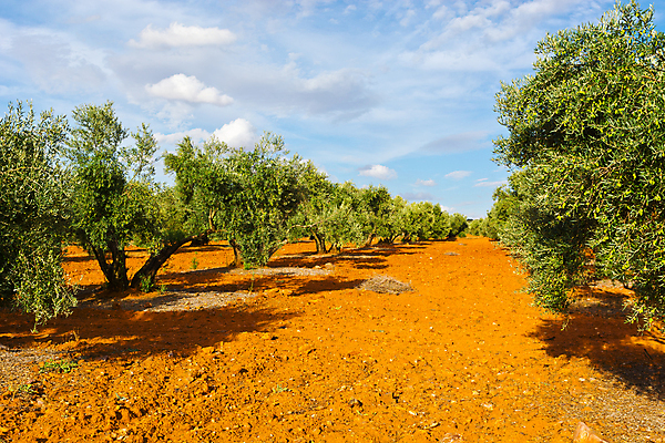 포토 JPG 해외이미지 나무 식물 구름 계절 선 모래 밭 농업 과일 자연 하늘 아침 건조 그림자 풍경 사람없음 야외 초록색 파란색 농작물 농장 농경지 환경 정원 수확 가을 바위 시골 스페인 저녁 숲 그늘 지중해 올리브 생태학 숙성 스페인어 줄서기 목가 해외202004 해외포토 주간 자연요소 교육 열매 유럽 산업 바다 컬러 모션 돌_바위 야간 생태계 파일형식 이미지허브