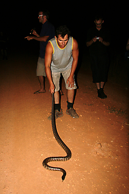 포토 JPG 해외이미지 동물 공원 야생동물 사람없음 물 세계 머리 검은색 잡기 뱀 황무지 재산 호주 땅 사파리 영토 북쪽 전국 해외202004 해외포토 자연요소 공공시설 컬러 파충류 모션 신체부위 금융 오세아니아 방향 파일형식 이미지허브