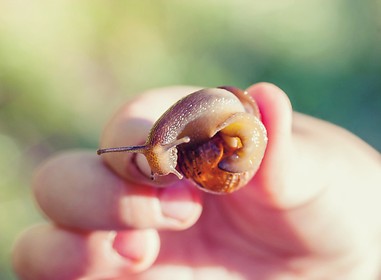 포토 JPG 해외이미지 동물 1 손 야생동물 어린이 백그라운드 컨셉 자연 연체동물 나선형 손바닥 사람 사람없음 야외 초록색 여름 갈색 정원 젖음 껍질 흰색 잡기 호기심 달팽이 느림 고립 민달팽이 식용 끈적임 해외202004 해외포토 계절 감정 컬러 무늬 모션 무척추동물 신체부위 생태계 파일형식 달팽이_동물 이미지허브