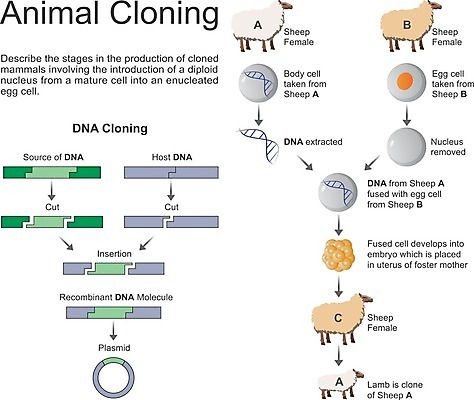 EPS 해외이미지 동물 과학 일러스트 세포 실험 종류 건강관리 계란 가축 성장 흰색 양 농부 과학자 시스템 원자력 개발 고립 기르기 바이오 방법 유전 화학약품 항생제 호르몬 해외202004 해외일러스트 직업 컬러 포유류 건강 관리 약 알 에너지 화학 돌봄 물질 학자 파일형식 벡터 이미지허브