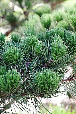 포토 JPG 해외이미지 나무 식물 계절 잎 겨울 자연 휴가 새로움 풍경 사람없음 야외 장식 초록색 여름 정원 나뭇가지 소나무 화려 숲 묘사 원예 질감 상록수 침엽수 전나무 원뿔 내추럴 가문비나무 해외202004 해외포토 도형 컬러 컨셉 취미 생태계 파일형식 이미지허브